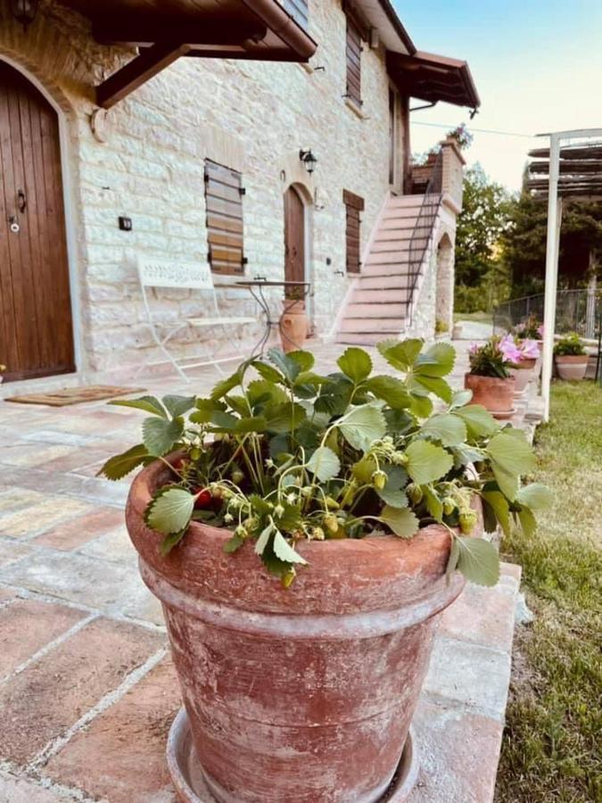 B&B Il Poggetto Serra SantʼAbbondio Kültér fotó