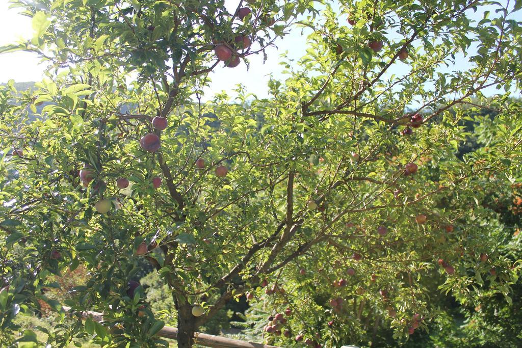 B&B Il Poggetto Serra SantʼAbbondio Kültér fotó